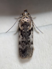 Chionodes thoraceochrella