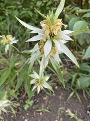 Monarda punctata