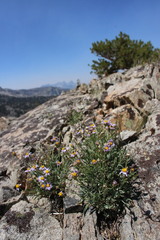 Erigeron algidus