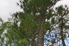Araucaria montana