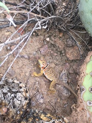 Crotaphytus nebrius
