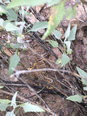Crotaphytus nebrius