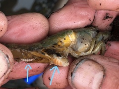 Phyllodurus abdominalis