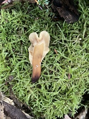 Spathulariopsis velutipes