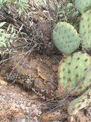Crotaphytus nebrius