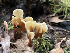 Spathulariopsis velutipes