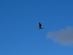 Chroicocephalus serranus