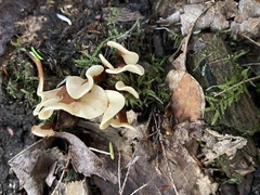 Spathulariopsis velutipes