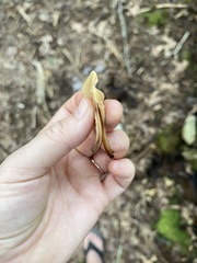 Spathulariopsis velutipes