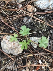 Potentilla subviscosa