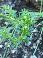 Galium mexicanum