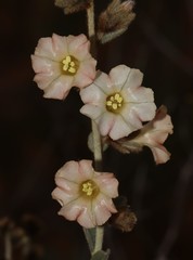 Bonamia rosea