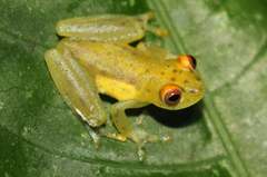 Cochranella litoralis