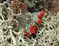 Cladonia coccifera