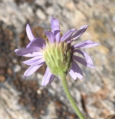 Erigeron algidus