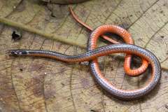 Tantilla melanocephala