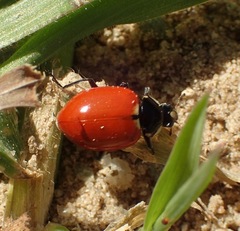 Hippodamia quinquesignata