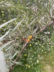 Hippophae