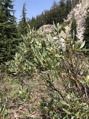 Salix jepsonii