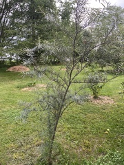 Hippophae