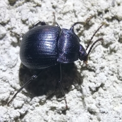 Accanthopus velikensis