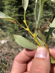 Salix jepsonii