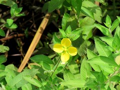 Ludwigia bonariensis