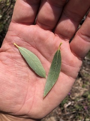 Salix jepsonii