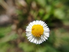 Erigeron basilobatus