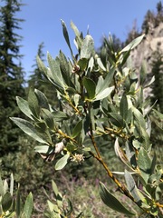 Salix jepsonii