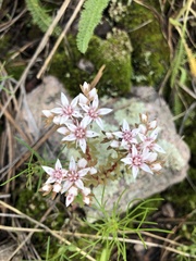 Sedum stelliforme
