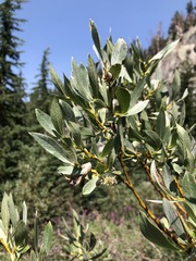 Salix jepsonii