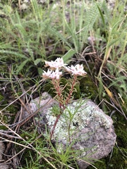 Sedum stelliforme