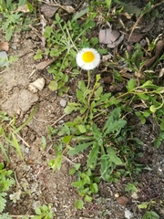 Erigeron basilobatus