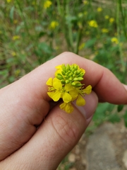 Rhamphospermum nigrum