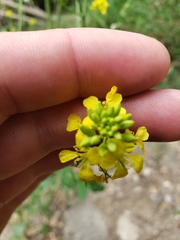 Rhamphospermum nigrum