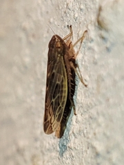 Recilia coronifer