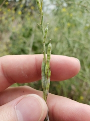 Rhamphospermum nigrum