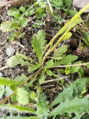 Erigeron basilobatus