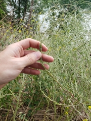 Rhamphospermum nigrum