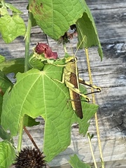 Schistocerca obscura