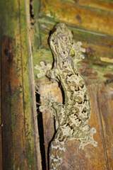 Thecadactylus rapicauda