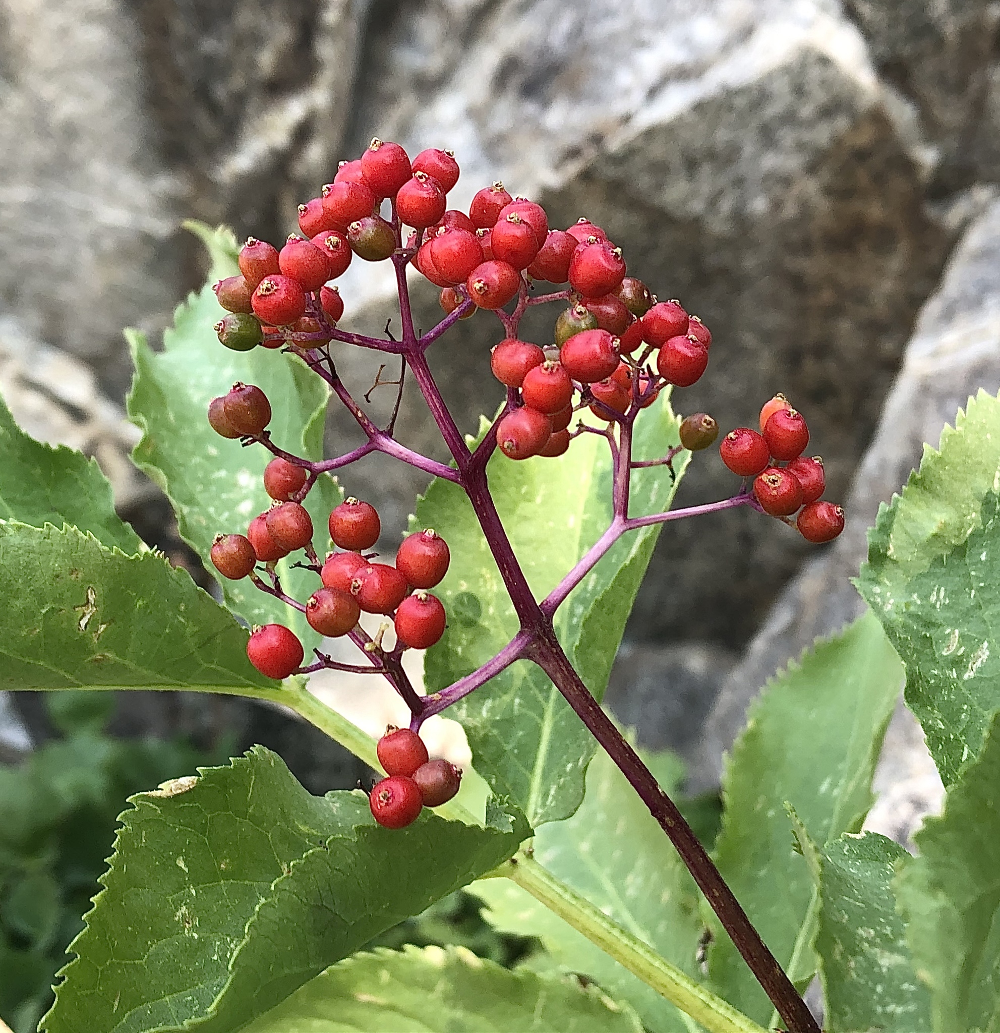 Sambucus racemosa ssp. racemosa