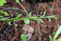 Platanthera brevifolia