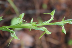 Platanthera brevifolia