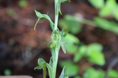 Platanthera brevifolia