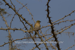 Ploceus melanocephalus