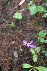 Pinguicula oblongiloba