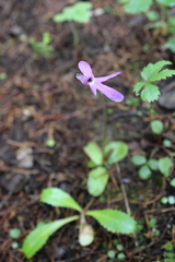 Pinguicula oblongiloba