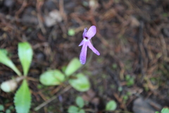 Pinguicula oblongiloba